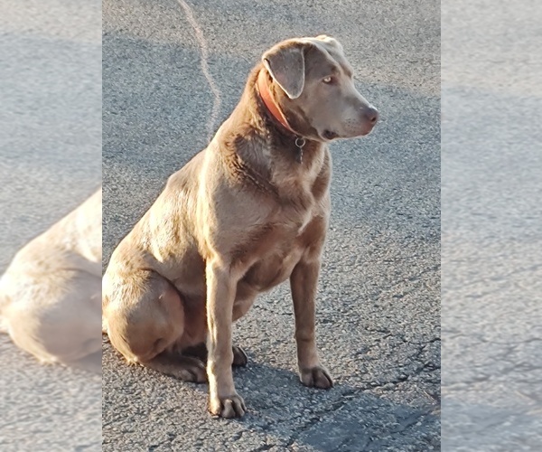 Medium Photo #1 Labrador Retriever Puppy For Sale in RANDOLPH, WI, USA