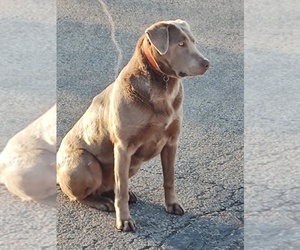 Mother of the Labrador Retriever puppies born on 11/11/2025