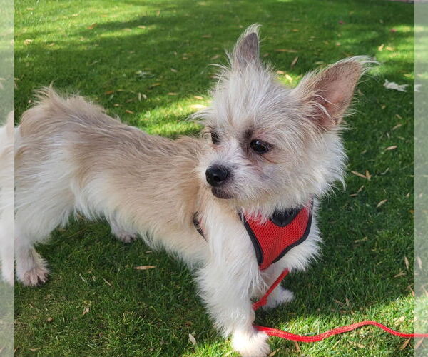 Medium Photo #4 Shih Tzu-Unknown Mix Puppy For Sale in Phoenix, AZ, USA
