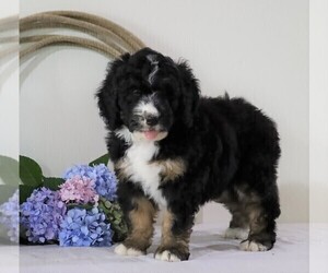 Bernedoodle Puppy for sale in FREDERICKSBG, OH, USA