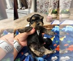 Small Photo #6 Yorkshire Terrier Puppy For Sale in BRIDGETON, NJ, USA