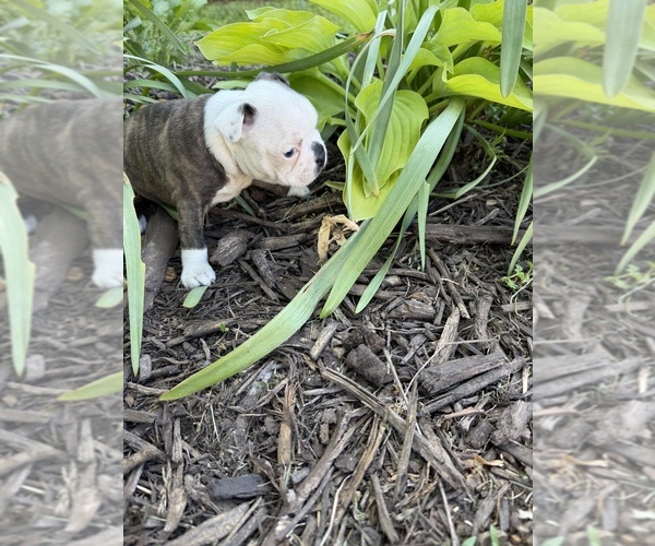 Medium Photo #7 Boston Terrier Puppy For Sale in FREDONIA, KS, USA