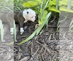 Small #6 Boston Terrier