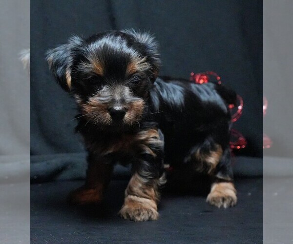 Medium Photo #1 Yorkshire Terrier Puppy For Sale in ROCK VALLEY, IA, USA