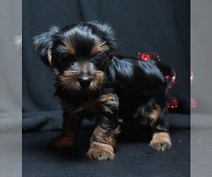Yorkshire Terrier Puppy for sale in ROCK VALLEY, IA, USA