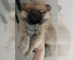 Pomeranian Puppy for sale in ROSEVILLE, CA, USA