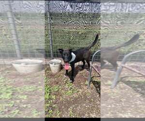 Pluto - Male Mutt Dog for Adoption - Photo #3