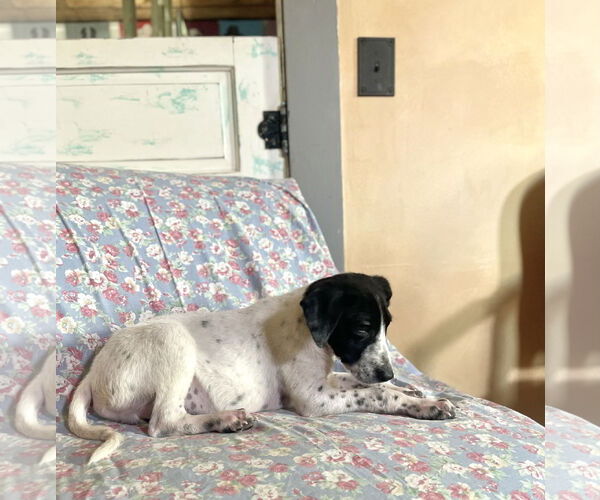 Medium Photo #4 Rat Terrier-Unknown Mix Puppy For Sale in Rockaway, NJ, USA