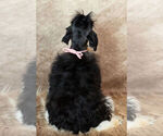 Small Photo #17 Schnauzer (Miniature) Puppy For Sale in WARSAW, IN, USA
