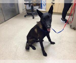 Mutt Dogs for adoption in Riverside, CA, USA