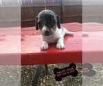 Small Photo #2 Chiweenie Puppy For Sale in CONCORDIA, MO, USA