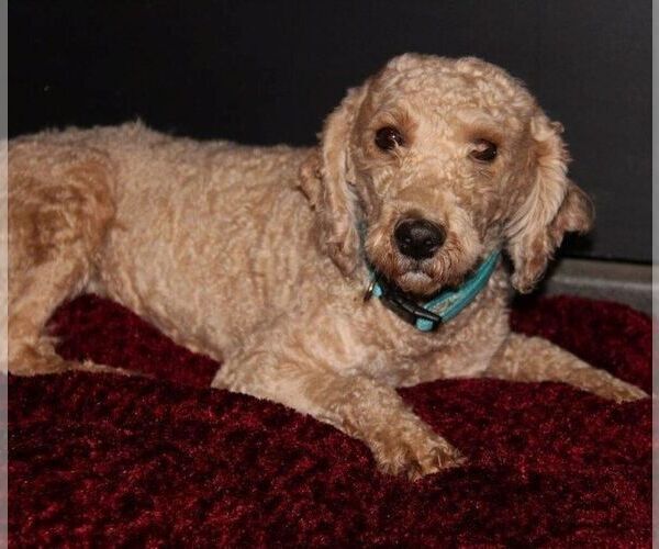 Medium Photo #1 Goldendoodle-Poodle (Miniature) Mix Puppy For Sale in STANLEY, WI, USA