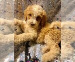 Small Photo #2 Goldendoodle Puppy For Sale in LYNCHBURG, OH, USA