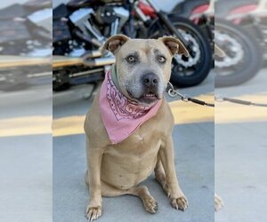 American Staffordshire Terrier-Unknown Mix Dogs for adoption in Dana Point, CA, USA