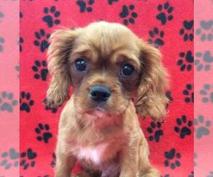 Cavalier King Charles Spaniel Puppy for sale in RUDOLPH, OH, USA