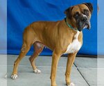 Small Photo #2 Boxer Puppy For Sale in Pasadena, CA, USA