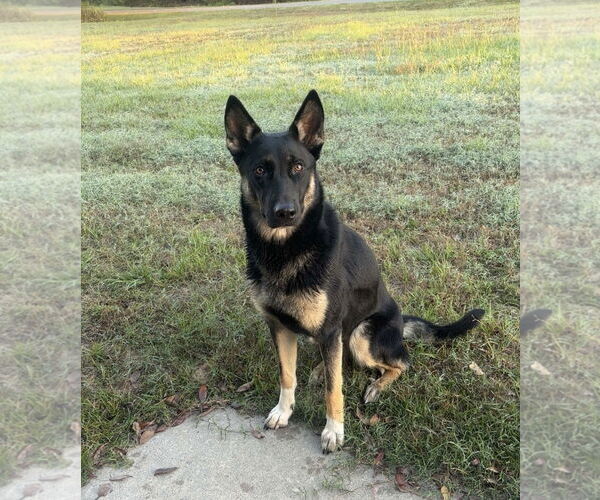 Medium Photo #2 German Shepherd Dog-Unknown Mix Puppy For Sale in Rocky Point, NC, USA