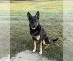 Small #1 German Shepherd Dog Mix
