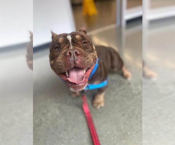 Medium Photo #1 Bulldog-Unknown Mix Puppy For Sale in San Francisco, CA, USA