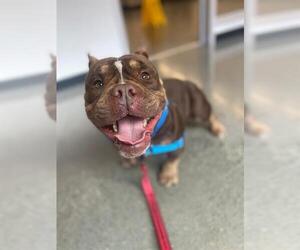 Bulldog-Unknown Mix Dogs for adoption in San Francisco, CA, USA