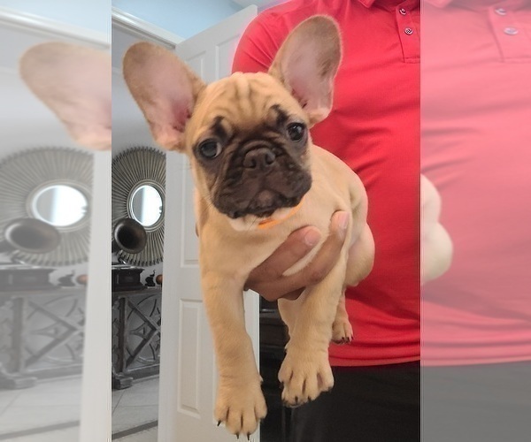 Medium Photo #1 French Bulldog Puppy For Sale in BOYNTON BEACH, FL, USA