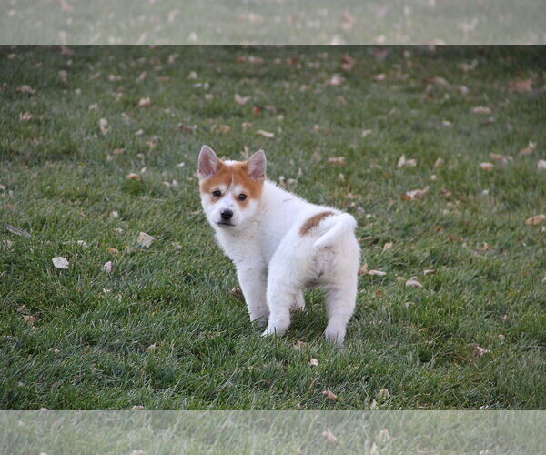 Medium Photo #4 Collie-Unknown Mix Puppy For Sale in Sandy, UT, USA