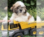 Small Shih Tzu