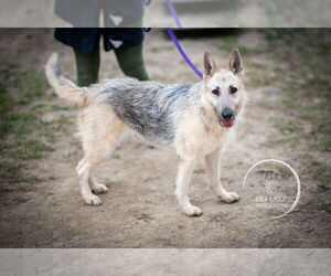Gigi the Glamorous - Female German Shepherd Dog-Unknown Mix Dog for Adoption - Photo #2