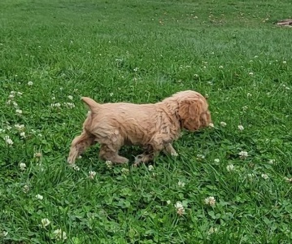 Medium Photo #6 Cocker Spaniel Puppy For Sale in WITHEE, WI, USA