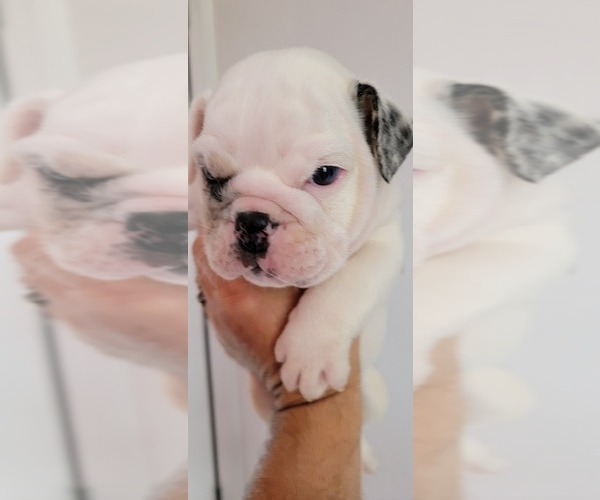 Medium Photo #2 English Bulldog Puppy For Sale in CAPE CORAL, FL, USA