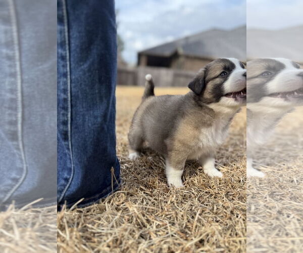 Medium Photo #3 German Shepherd Dog-Unknown Mix Puppy For Sale in The Woodlands, TX, USA