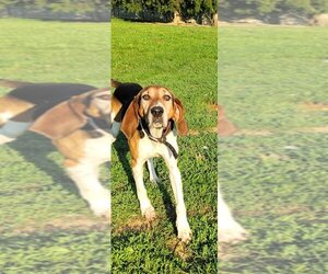 Treeing Walker Coonhound Dogs for adoption in Aurora, IN, USA