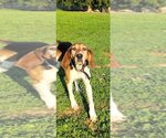 Small Photo #1 Treeing Walker Coonhound Puppy For Sale in Aurora, IN, USA