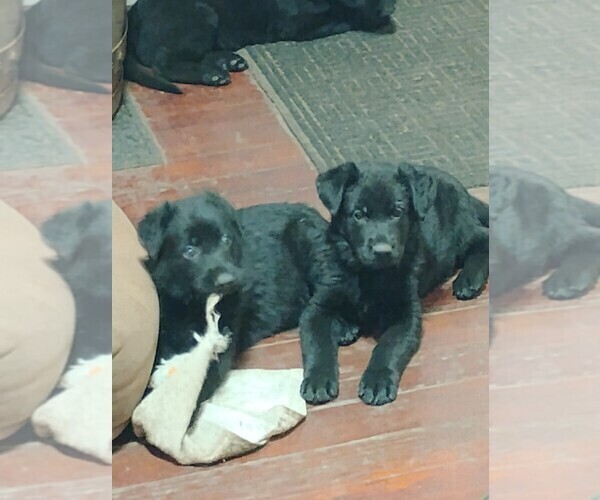 Medium Photo #1 German Shepherd Dog Puppy For Sale in GALION, OH, USA