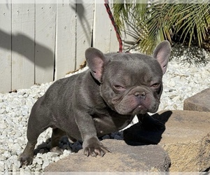 Father of the French Bulldog puppies born on 02/19/2022