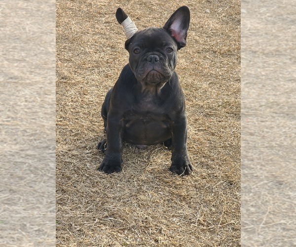 Medium Photo #8 French Bulldog Puppy For Sale in EDMOND, OK, USA