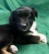 Small Photo #1 Miniature Australian Shepherd Puppy For Sale in NEW HAMPTON, NY, USA