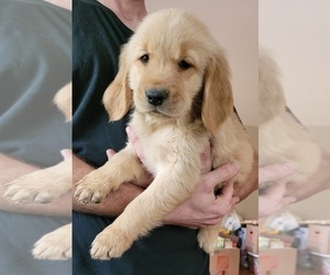 Golden Retriever Puppy for sale in ROSEVILLE, CA, USA