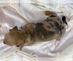 Small #38 Dachshund
