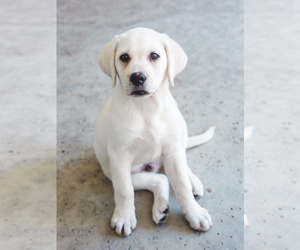 Labrador Retriever Puppy for sale in ROWLETT, TX, USA