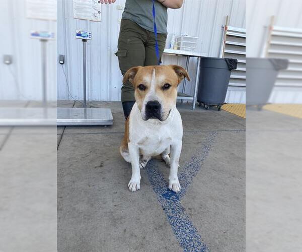 Medium Photo #1 Mutt Puppy For Sale in Bakersfield, CA, USA