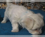 Small Photo #6 Maltese Puppy For Sale in OCALA, FL, USA