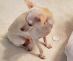 Small Photo #1 Chihuahua Puppy For Sale in CO SPGS, CO, USA