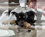 Small German Shepherd Dog Mix