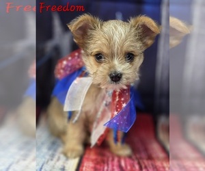 Chorkie-Yorkshire Terrier Mix Puppy for sale in HOMERVILLE, GA, USA