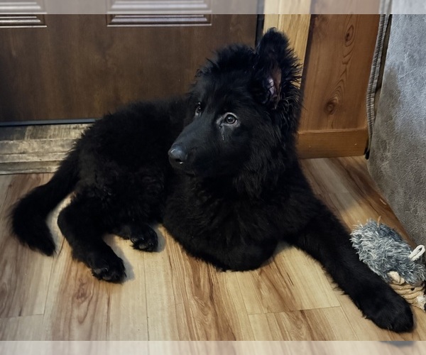 Medium Photo #2 German Shepherd Dog Puppy For Sale in CORNELL, MI, USA