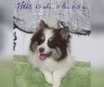 Puppy 4 Pomsky