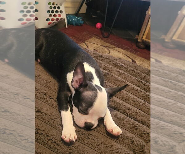 Medium Photo #10 Boston Terrier Puppy For Sale in MITCHELL, IN, USA
