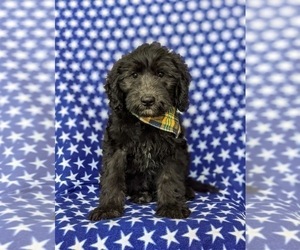 Goldendoodle (Miniature) Puppy for sale in QUARRYVILLE, PA, USA