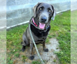 Labrador Retriever-Unknown Mix Dogs for adoption in Long Beach, CA, USA